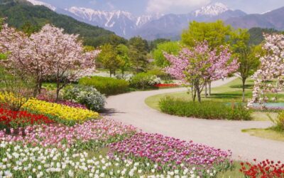 Associer plantes et matériaux pour un rendu harmonieux dans votre jardin