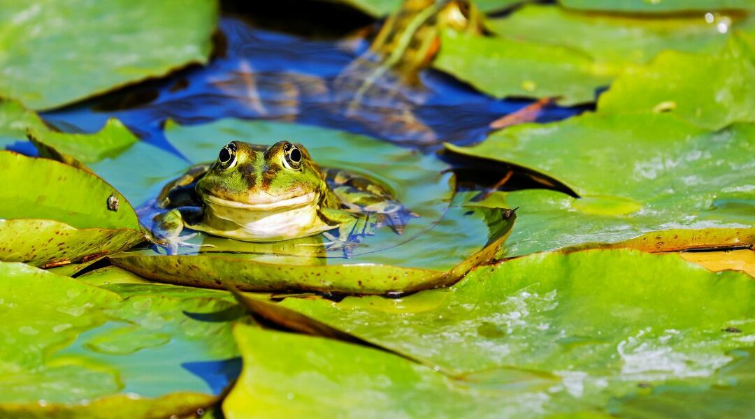 Bassins de jardin : comment attirer la biodiversité