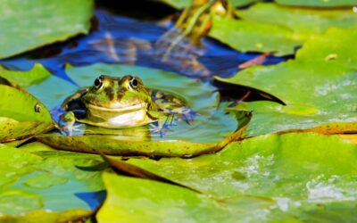 Bassins de jardin : comment attirer la biodiversité
