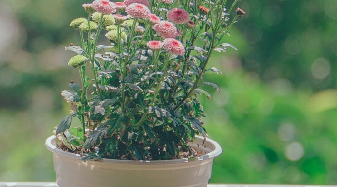 Entretenir ses plantes en pot : arrosage et astuces