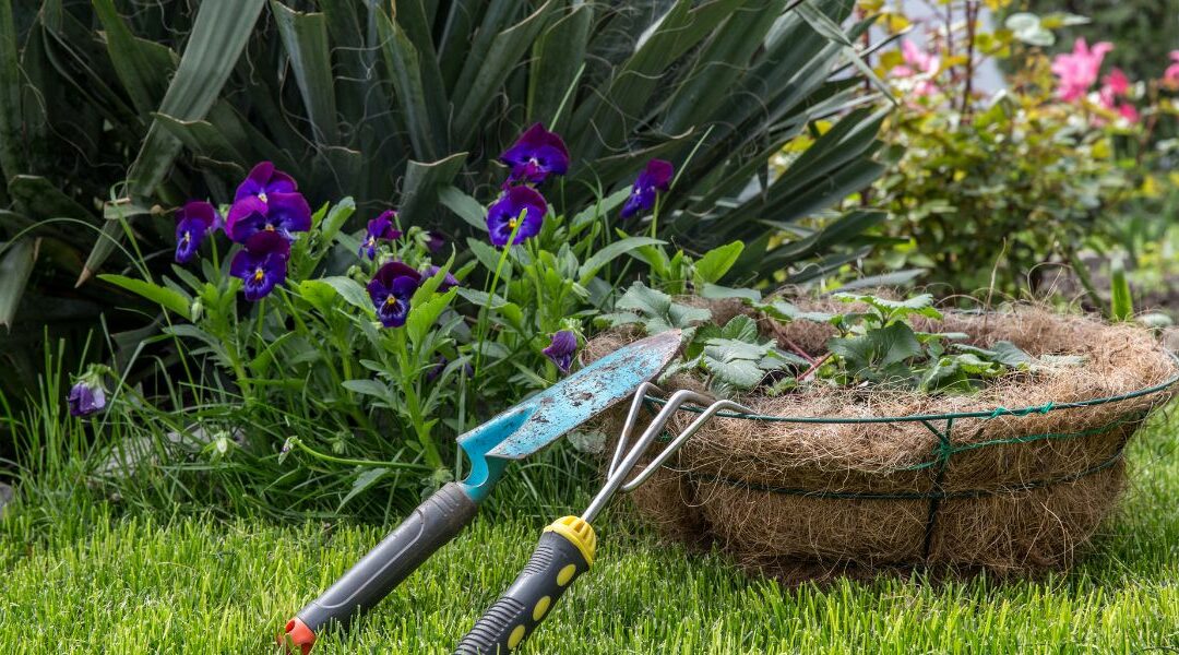 Les plantes faciles à entretenir pour débuter au jardin
