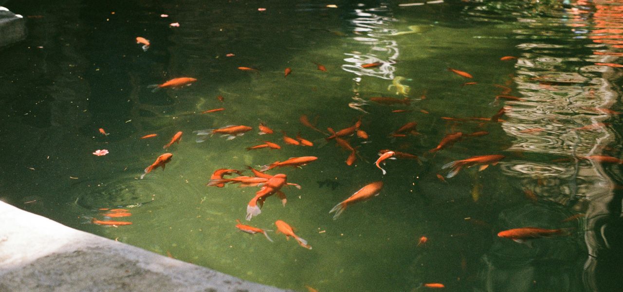 Piscine & Bassin