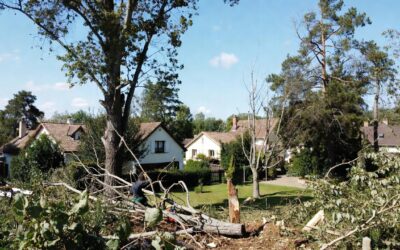 Service d’élagage et d’abattage près d’Agen : préserver, sécuriser et valoriser vos espaces verts